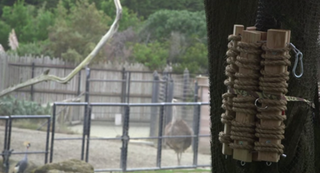 Illustration for article titled This Custom Poop-Chute Dispenses Droppings for Lions to Play With